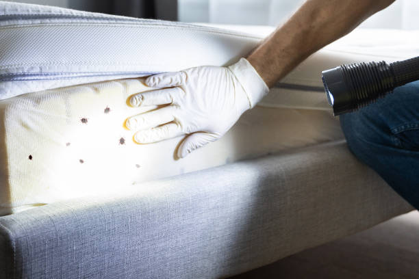 Reliable Preston, IA Pest Control Solutions