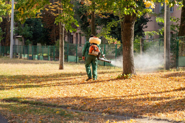 Best Flea Control Services  in Preston, IA